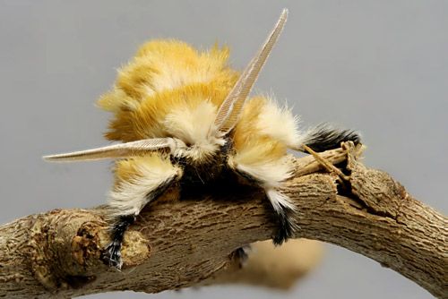 Figure 4. Male southern flannel moth, Megalopyge opercularis (anterior view).