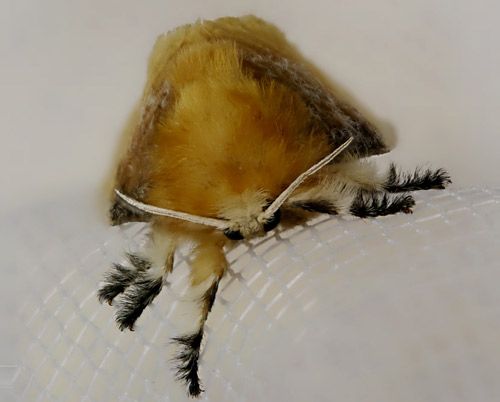 Figure 5. Adult female southern flannel moth, Megalopyge opercularis (anterior view).