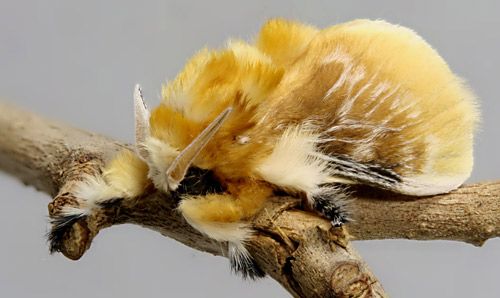 Figure 2. Male southern flannel moth, Megalopyge opercularis (anterior lateral view).
