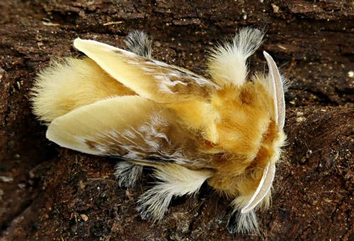 Figure 1. Male southern flannel moth, Megalopyge opercularis (dorsal view).
