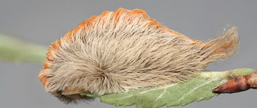 Figure 12. Puss caterpillar, Megalopyge opercularis (next to last instar).