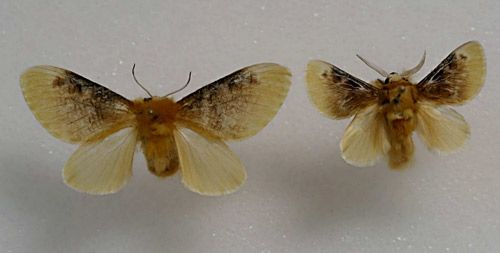 Figure 6. Female and male southern flannel moths, Megalopyge opercularis.