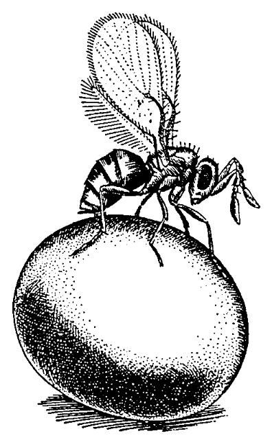Figure 11. Una avispa del género Trichogramma depositando su huevecillo dentro de un huevo de palomilla.