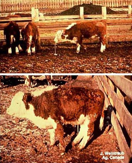 Treatment reactions. Vomiting due to common cattle grub larvae in the esophagus (top), and hindquarter paralysis due to northern cattle grub in the spinal cord (below). 