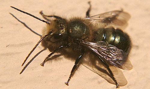 Figure 4. Male blue orchard bee resting. Males can be distinguished from females by their long antennae and pale facial hair tuft.