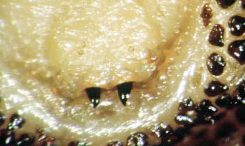 Figure 8. Third instar larva of the tree squirrel bot fly, Cuterebra emasculator Fitch, from one eastern gray squirrel, showing head region with mouthhooks.