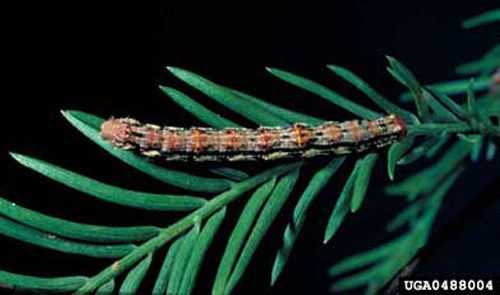 Figure 4. Mature larva of the cypress looper, Anacamptodes pergracilis (Hulst).
