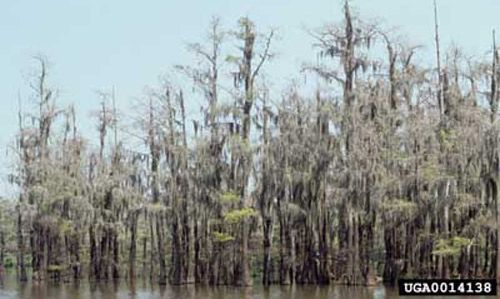 Figure 6. Damage caused by the larvae of the cypress looper, Anacamptodes pergracilis (Hulst).