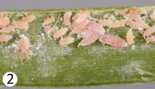 Figure 2. Population of adult and immature tuttle mealybugs, Brevennia rehi, on a blade of zoysiagrass.