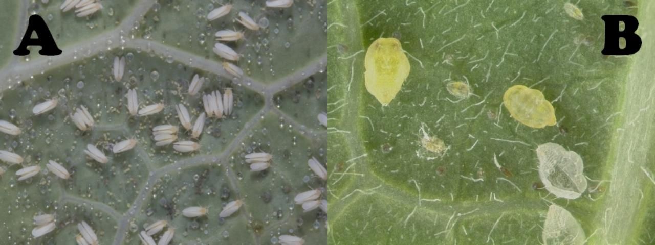 Figure 16. A: Silverleaf whitefly adults, B: silverleaf whitefly nymphs. Note empty cast skins