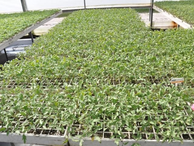 Figure 6. Tomato seedlings from a nursery. Bring only pest-free planting material into a protected structure, and communicate closely with nursery suppliers regarding insecticides, fungicides, and other control measures applied to seedlings in the plant house.