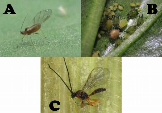 Figure 15. Aphids are serious pests of horticultural and ornamental crops grown in protected structures. A: Winged green peach aphid, B: infestation of melon aphids, including wingless adults and small nymphs. Note brownish parasitized aphid 