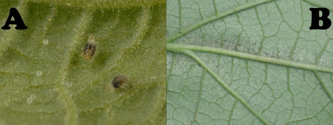 Figure 18. A: Twospotted spider mite, B: incipient feeding damage and webbing from twospotted spider mite infestation along mid-vein of eggplant leaf.