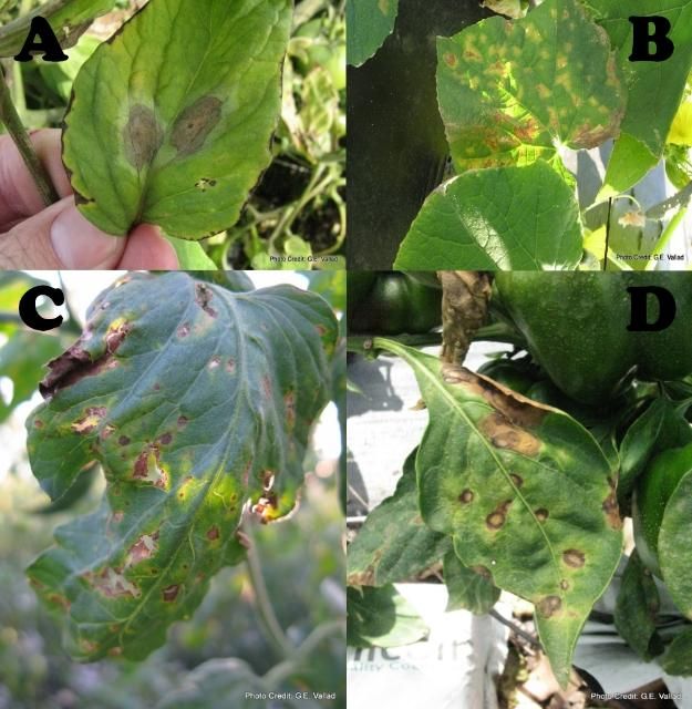 Figure 11. Various plant diseases cause spotting or lesions. A: Late blight on tomato, B: downy mildew on cucumber, C: Stemphylium on tomato, D: pepper leaf infected with Cercospora.
