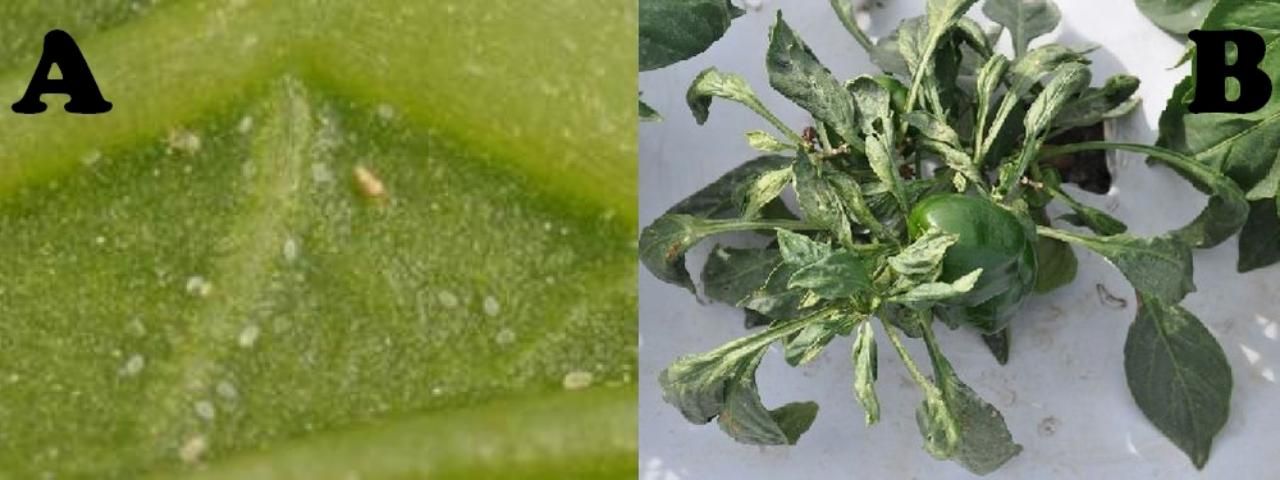Figure 19. A: Broad mite female and eggs on pepper leaf, B: distortion of pepper leaves due to broad mite feeding.