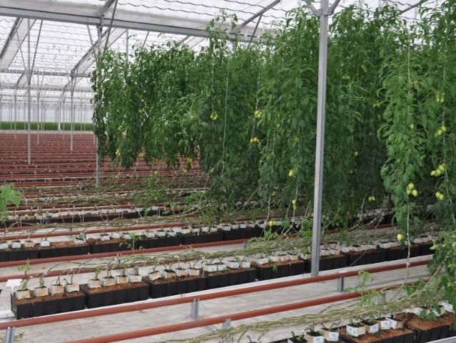 Figure 4. Indeterminate tomatoes grown in a screen house. Indeterminate crops may have production seasons of several months. Rates and frequencies of applications for some insecticides are developed for the shorter field cycle, with the result that producers of indeterminate crops may run out of spray options.