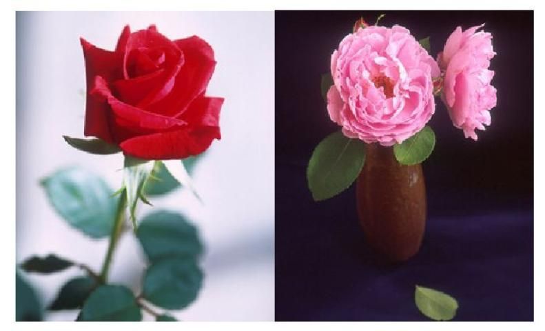 Figure 5. Cultivars of roses are grown for their beauty and scent. Thousands of different rose cultivars have been developed through breeding.