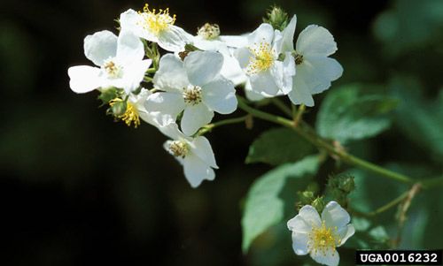 Figure 3. Multiflora rose, Rosa multiflora, is a noxious weed in many states and the mite and RRD have been suggested as biological control agents for this weed. Unfortunately, the mite also attacks ornamental roses so it is no longer considered a potential multiflora weed control agent.