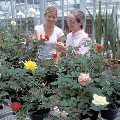 Figure 6. Cultivars of roses are grown for their beauty and scent. Thousands of different rose cultivars have been developed through breeding.