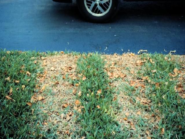 Figure 1. Damage from an excessive rate of herbicide. No disease.
