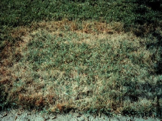 Figure 3. Brown patch symptoms on zoysiagrass. Note that the outer edge is a darker color indicating the fungus is active at this point.