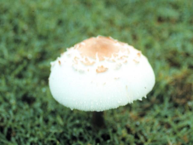 Figure 3. The mushroom of the poisonous fairy ring fungus Chlorophyllum.
