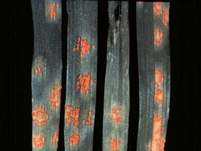 Figure 2. Rust symptoms on ryegrass. Orange spores rub off when touched.