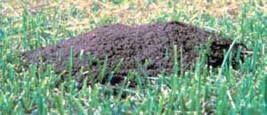 A typical fire ant mound.