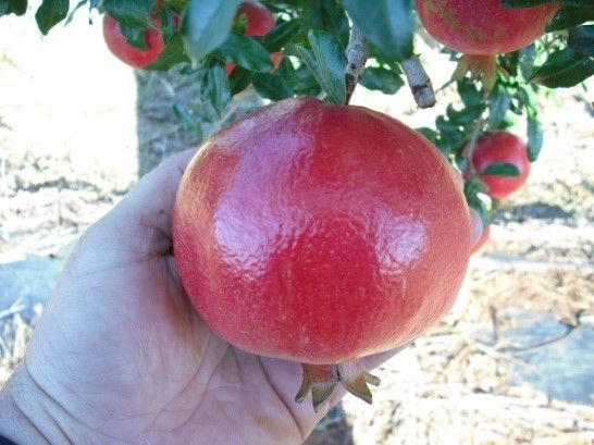 Figure 9. The 'Wonderful' pomegranate variety.