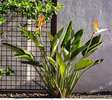 Figure 2. Bird-of-Paradise plants make a handsome focal point in the landscape.