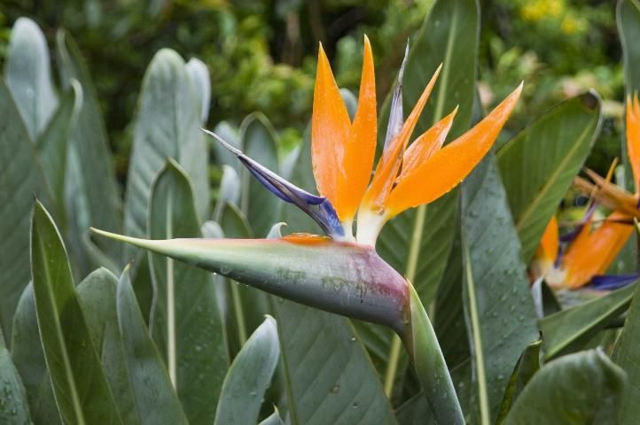 Figure 1. Flower of bird-of-paradise.
