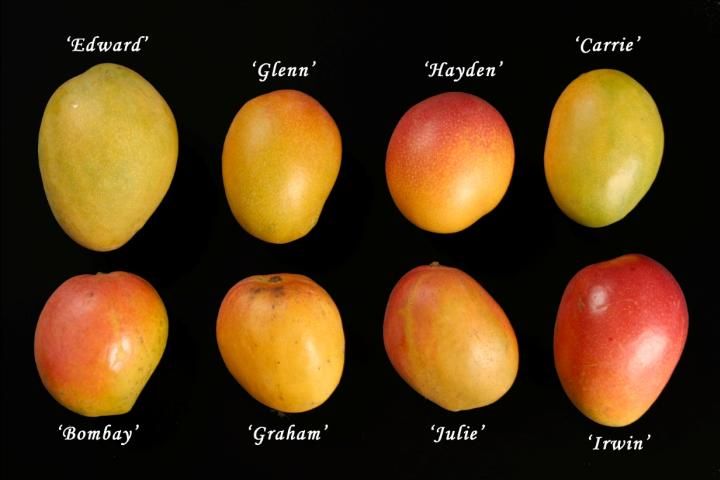Figure 1. Selected mango cultivars.