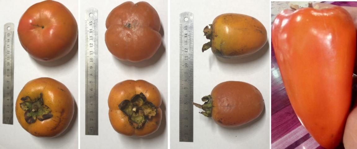 Figure 3. Different fruit shapes among persimmon cultivars.