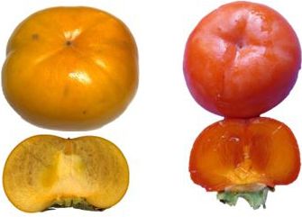 Figure 1. Nonastringent persimmon 'Fuyu' (left) and astringent 'Hiratanenashi' (right) ready-to-eat cultivars.