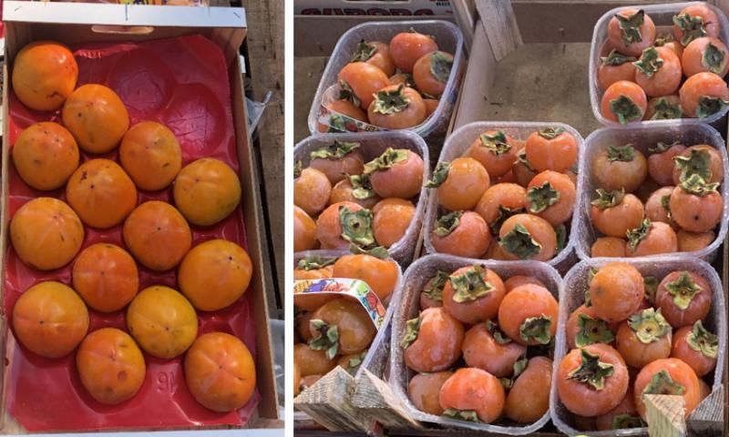 Figure 4. Fruit size among persimmon cultivars can be varied from 3.5 oz (100 g) to 14 oz (400 g).