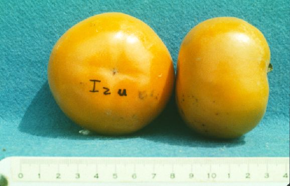 Figure 6. 'Izu' cultivar.