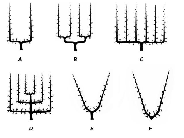 Figure 2. Formal espalier patterns.