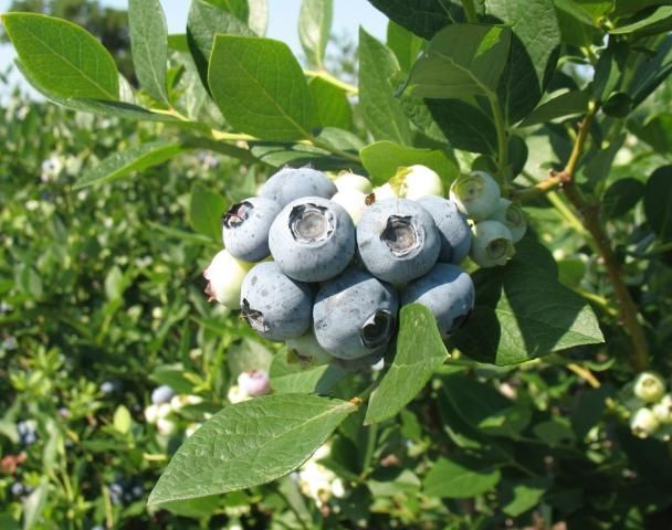 Figure 4. 'Windsor' blueberry.