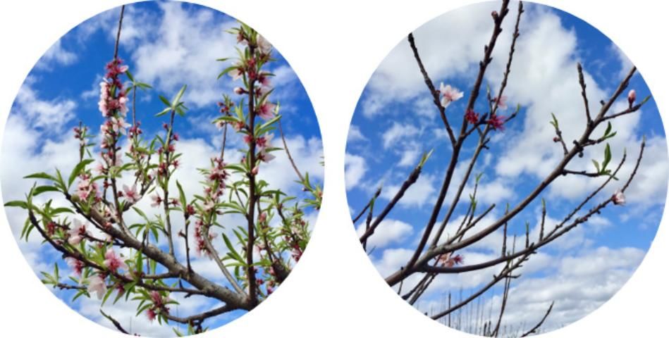 Figure 3. Budbreak in peach cv. 'Tropicbeauty' when (left) chilling requirements have been met, and (right) when they have not.
