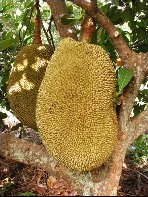 Figure 5. 'Black Gold' jackfruit.