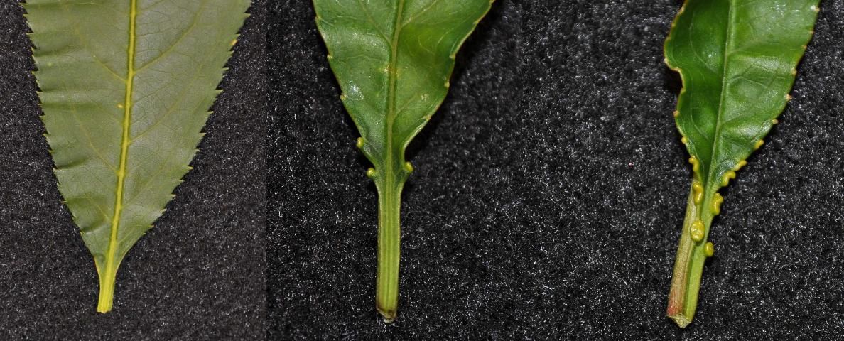 Figure 3. Eglandular (a), globose (b) and reniform (c) leaf glands on peach leaves.