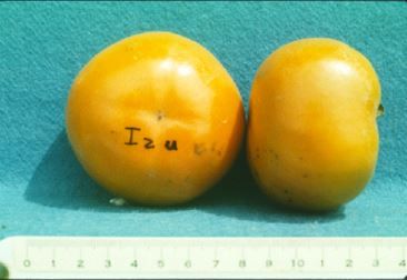 Figure 6. Cultivar 'Izu'.