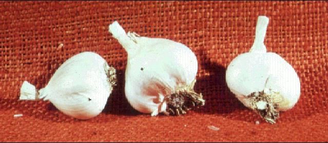 Figure 1. Garlic bulbs