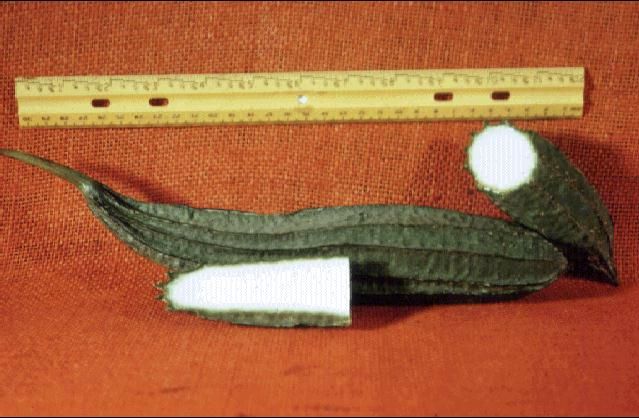 Figure 1. Angled luffa