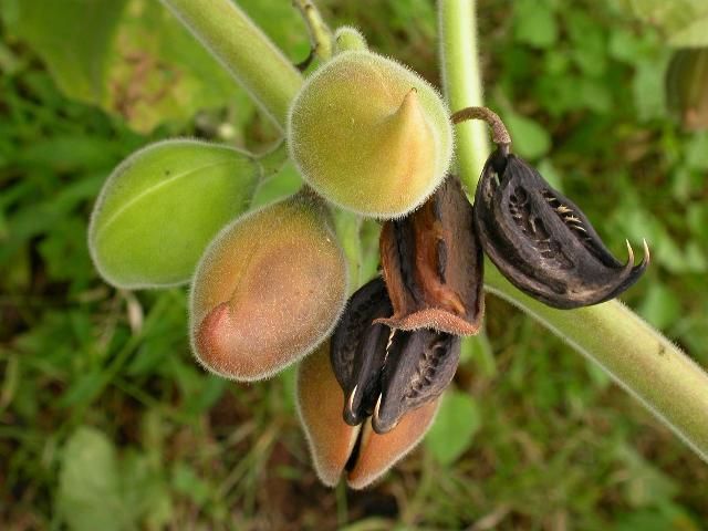 Figure 2. Martynia pods.