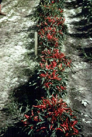 Figure 1. Chili peppers.