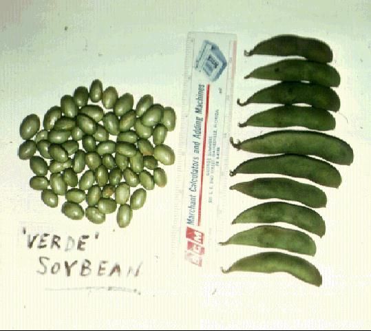 Figure 1. Edible soybean.