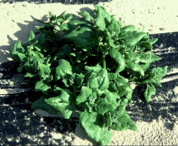 Figure 1. New Zealand spinach.