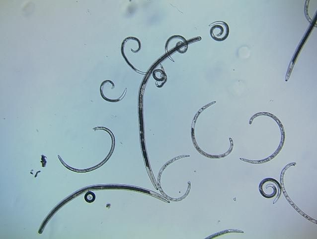 Ectoparasitic nematodes from a soil sample.