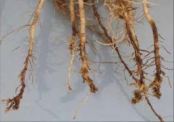 Figure 8. Darker brown regions of these corn roots are dying (necrotic) due to infection by lesion nematodes.